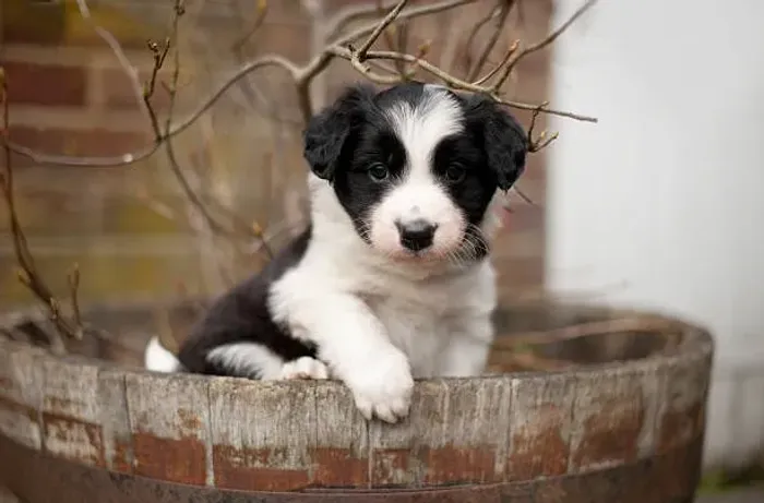 Filhote de Border Collie Companheiro Para Todas as Aventuras