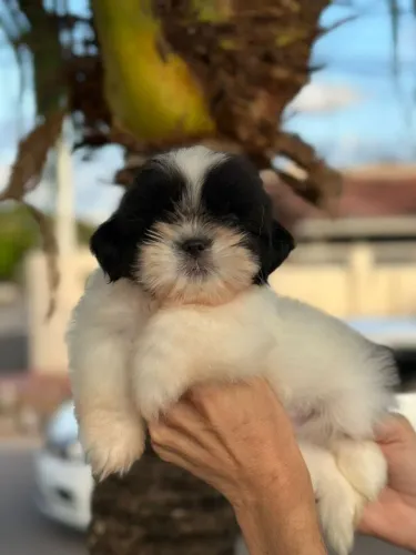 Shitzu pretinho lindo