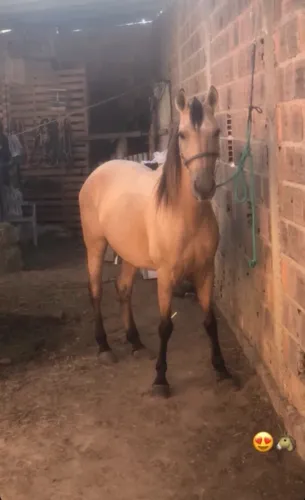 Vendo cavalo baio castrado marcha picado
