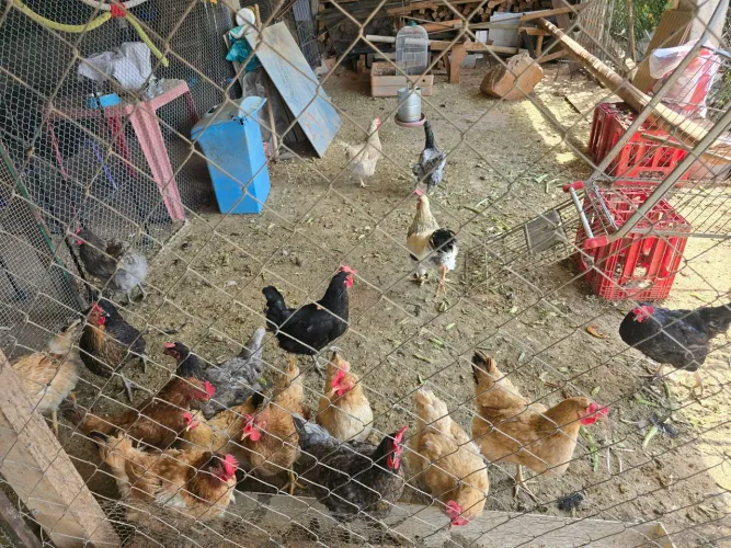 Galinhas e galo ovos coloridos 