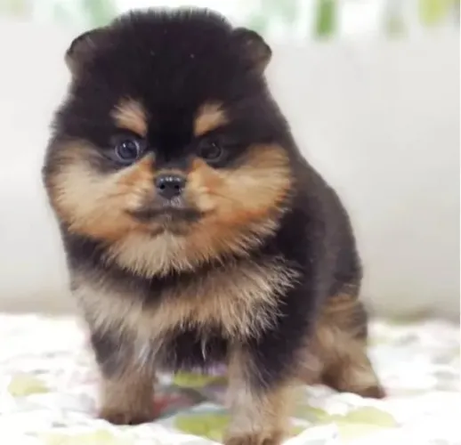 Bebezinho spitz alemão/lulu da pomerânia saudável dócil e garantido