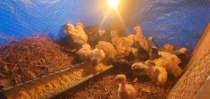 Pintinhos diversas raças