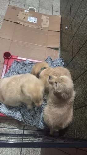 Golden Retriever
