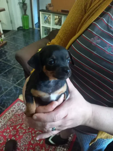 Vendo um Pinchers Fêmea