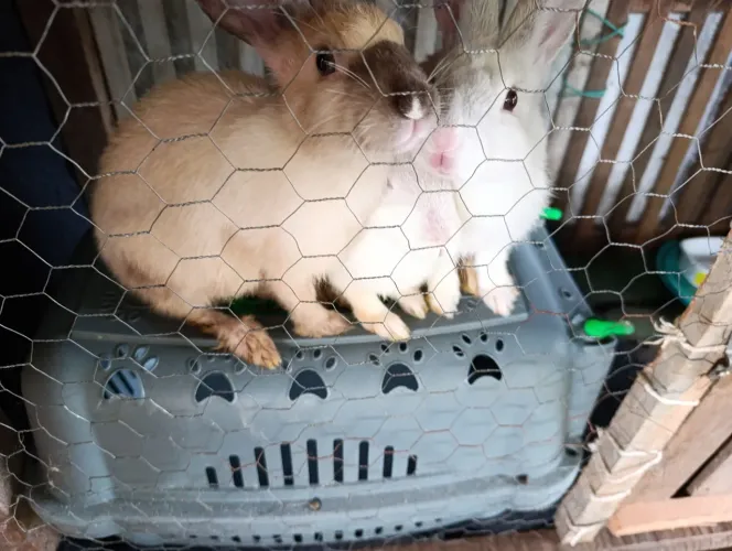 Coelhos 