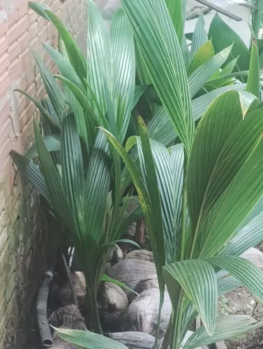 Temos muda de coco anão e outras