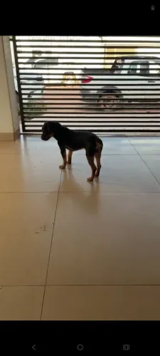 Pinscher 1 macho disponível com 6 mês todas as vacinas em dias.