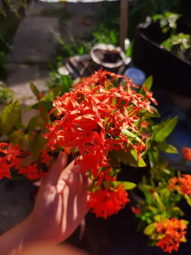 Ixoria linda e pronta para o plantio!