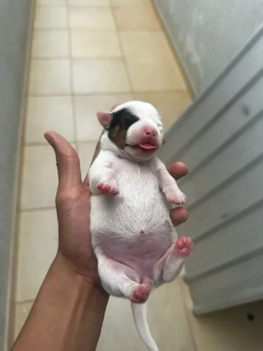 Filhotes de Jack Russel 