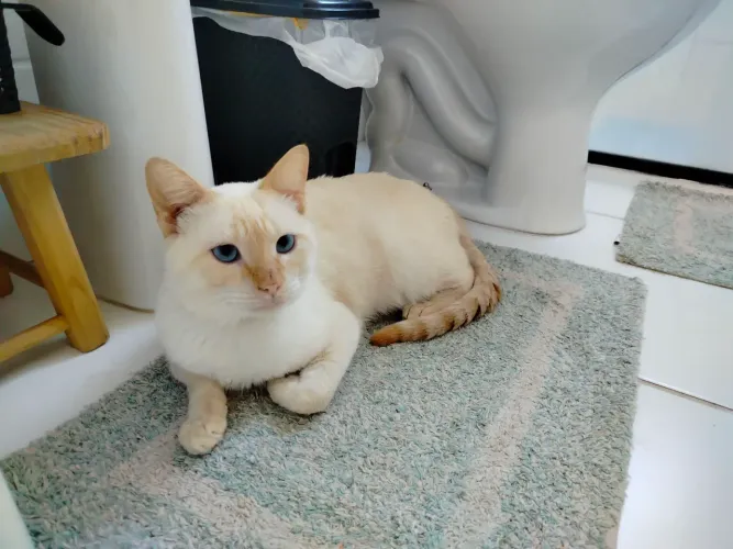 Gato macho pra doação 