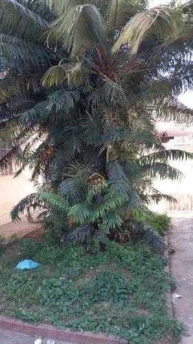 Terreno à venda, 462 m² por R$ 1.060.000 - Centro - São José dos Campos/SP