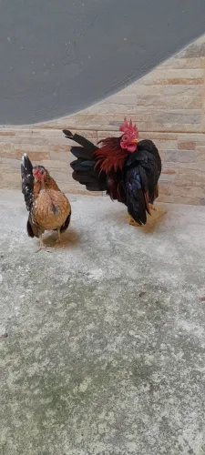Casal galinha serama