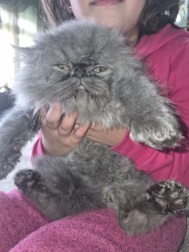 Lindos Filhotes de Gato Persa (Machos) - Disponíveis