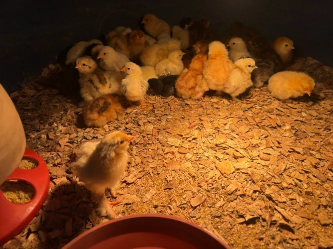 Pintinhos de Diversas Raças pra Brick 
