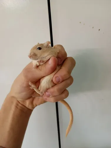 Esquilo filhote macho