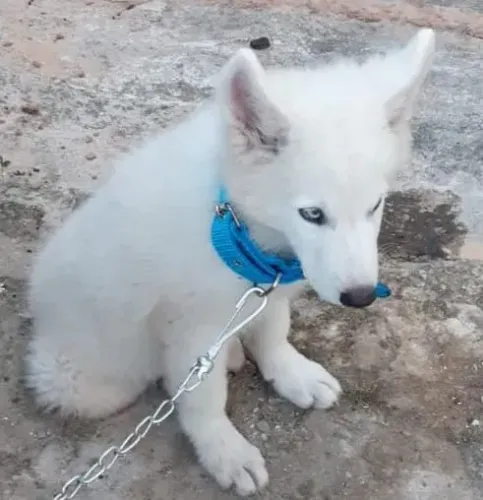 Cachorro Husky siberiano com Pastor Suíço.