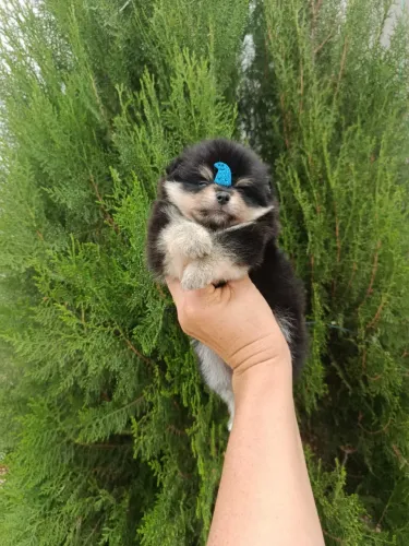 Vendo filhote de spitz alemã macho 