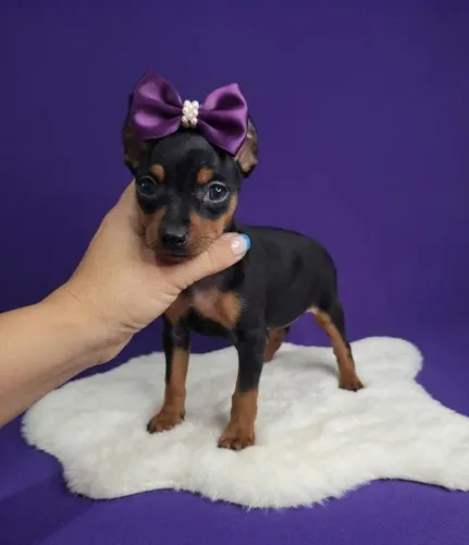 Pinscher Fêmea Pura e Saudável