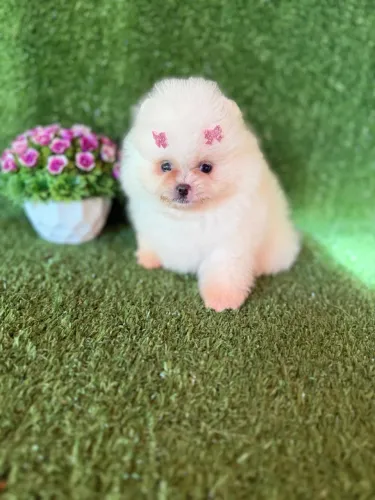 Lulu da pomerania anão baby ursinho