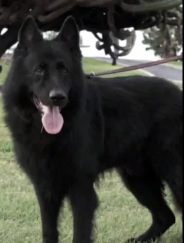 Cão  Pastor Belga preto