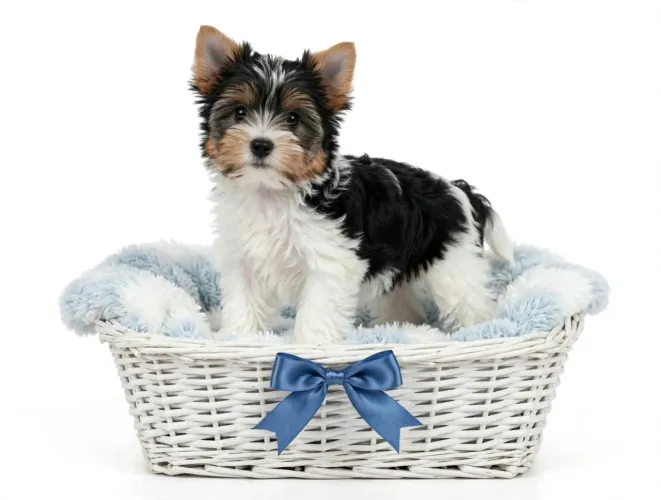 Biewer terrier 