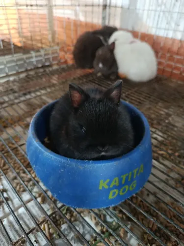 Mine coelho