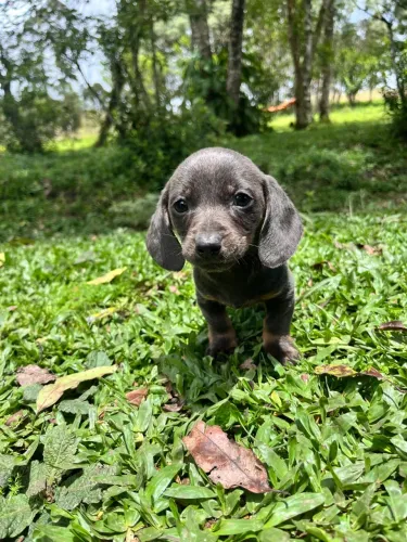 Fêmea salsichinha Dachshund kaninchen