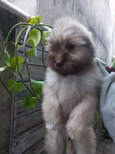 Filhote de Lhasa apso 