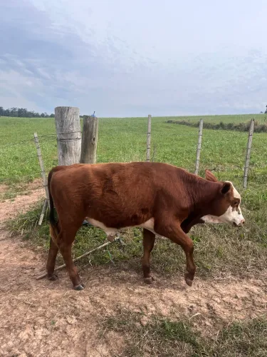 terneiro angus