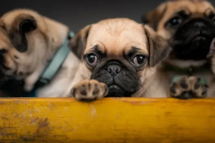 ? Filhotes de Pug | Carisma e Fofura em Quatro Patas