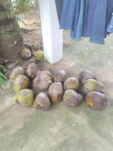Vende-se cocos