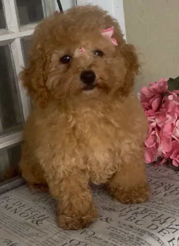 Poodle red