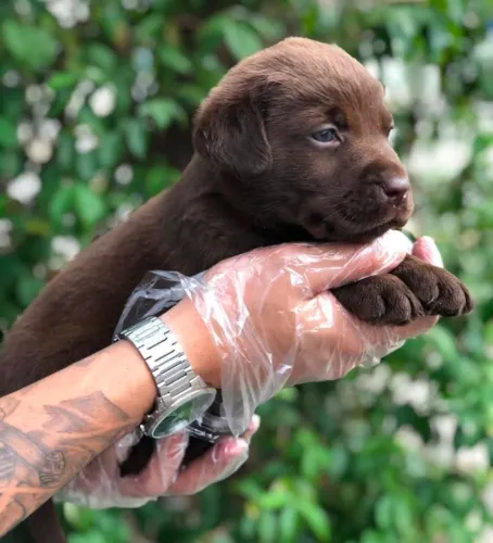 Labrador, vermifugado, 50 dias