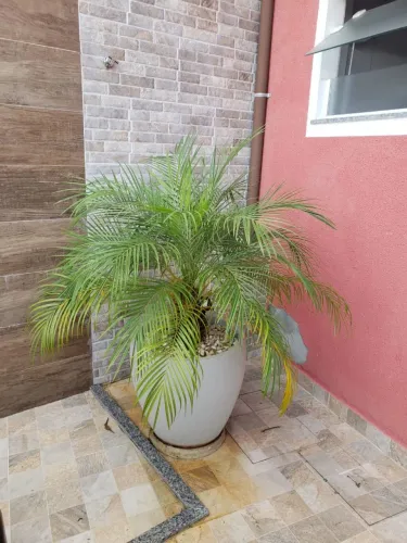 Linda Palmeira Fênix com Vaso Decorativo Grande