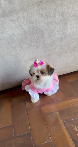 Shih tzu mini femea linhagem importada particolor 