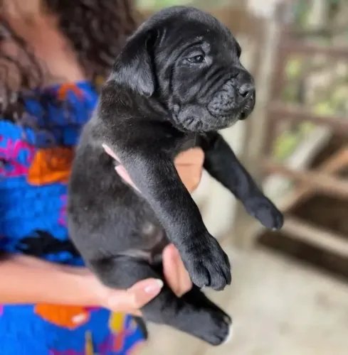 Cane Corso Italiano ( CBKC )