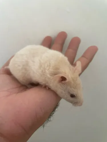 Hamster doação