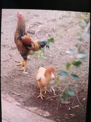 Galo índio gigante