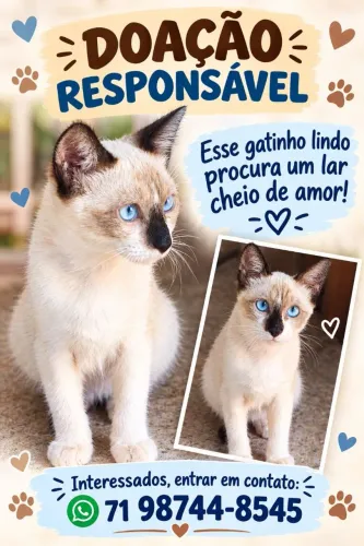 Gatinho para doação