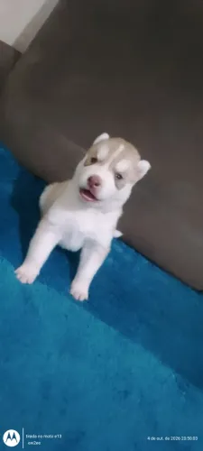 Filhotes de husky siberiano !