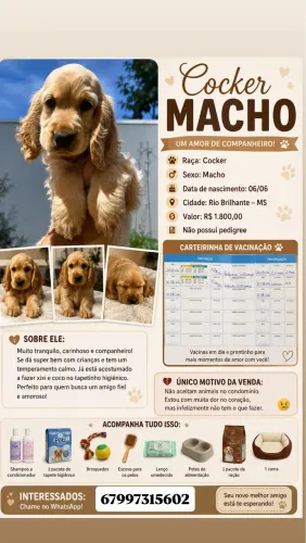 Filhote de cocker