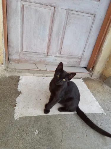 Gatinho disponível para adoção