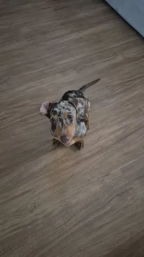 Filhotes Teckel Dachshund Salsicha Padrão e Miniatura Kaninchen Standart