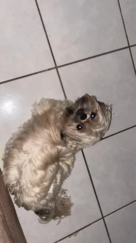 SHIH TZU VENDA