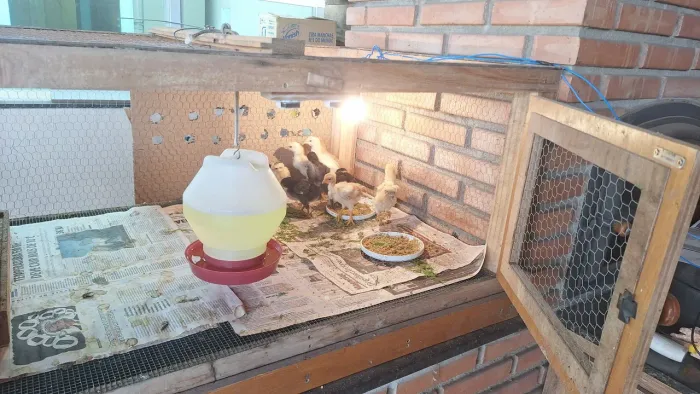Pintinhos caipira