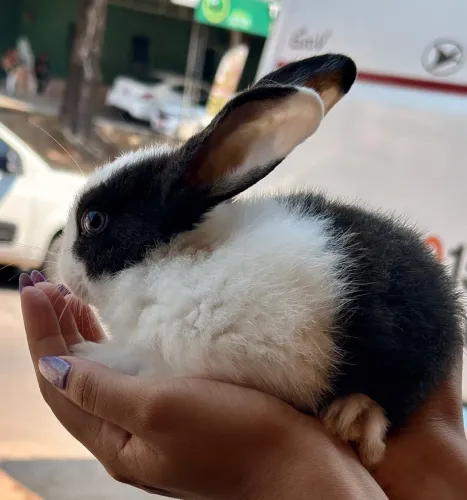 Coelhos filhotes