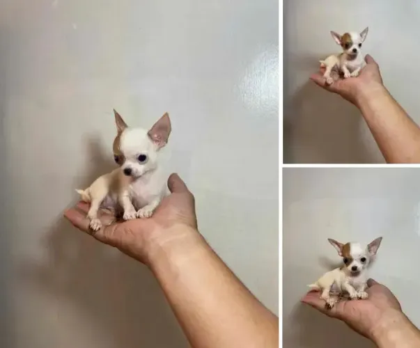 Filhotinhos de pinscher miniatura zerinho disponíveis 