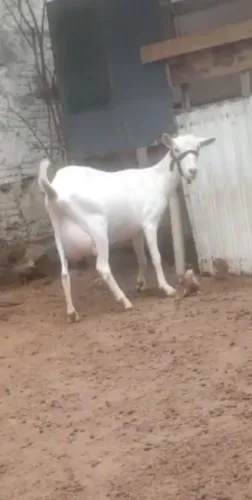 Cabra saanen leiteira