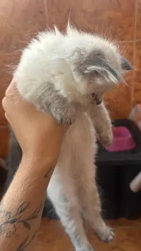 Filhote gato persa