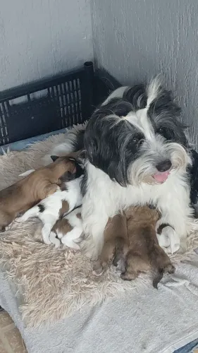 Filhotes de lhasa apso 